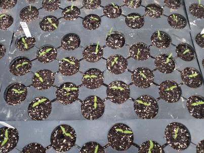 SEEDLING